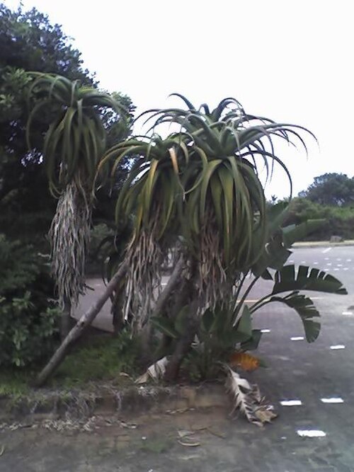 Dune aloe: Aloe thraskii group