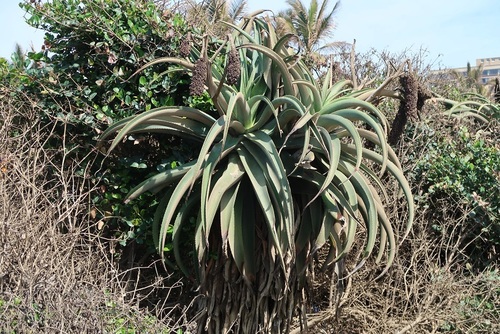 Dune aloe (Aloe thraskii)