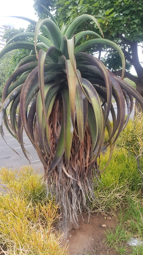 Dune aloe (Aloe thraskii)
