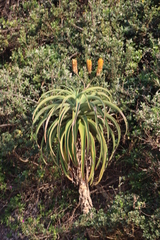 Dune aloe (Aloe thraskii)