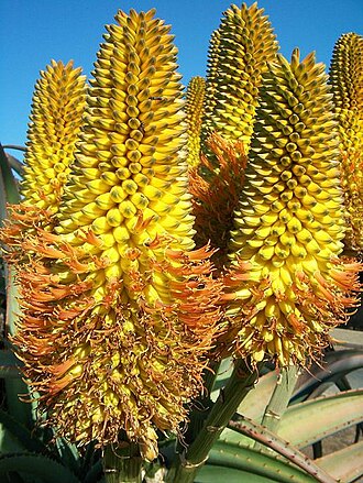 Dune aloe: Flowers of Aloe thraskii from Amanzimtoti , South Africa