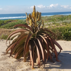 Dune aloe (Aloe thraskii)