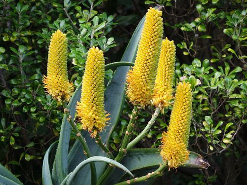 Dune aloe (Aloe thraskii)