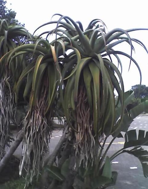 Dune aloe: Aloe thraskii