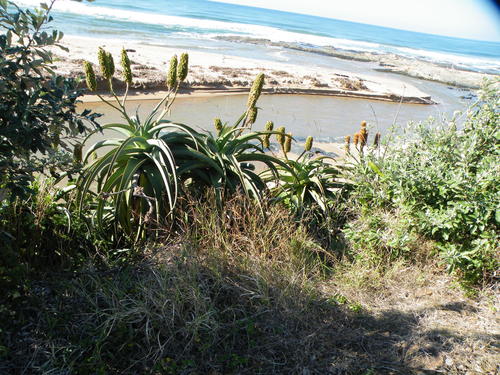 Dune aloe (Aloe thraskii)