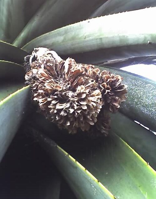 Dune aloe: Old inflorecence of Aloe thraskii