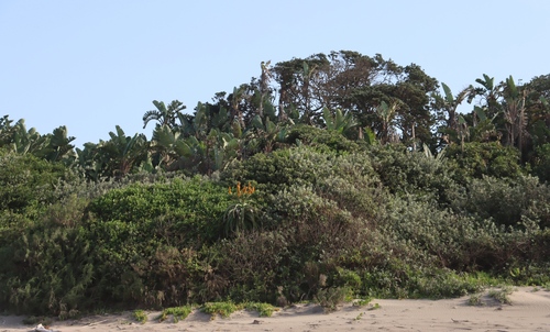 Dune aloe (Aloe thraskii)