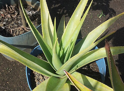 Aloe tormentorii: Aloe tormentorii - in cultivation in Mauritius