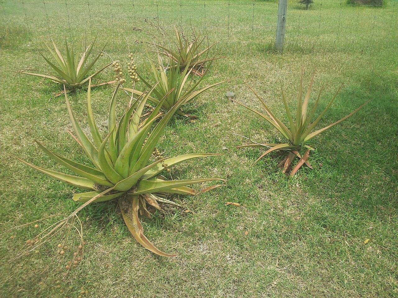 Aloe tormentorii: Aloe tormentorii used for public landscaping in Endemika gardens Mauritius