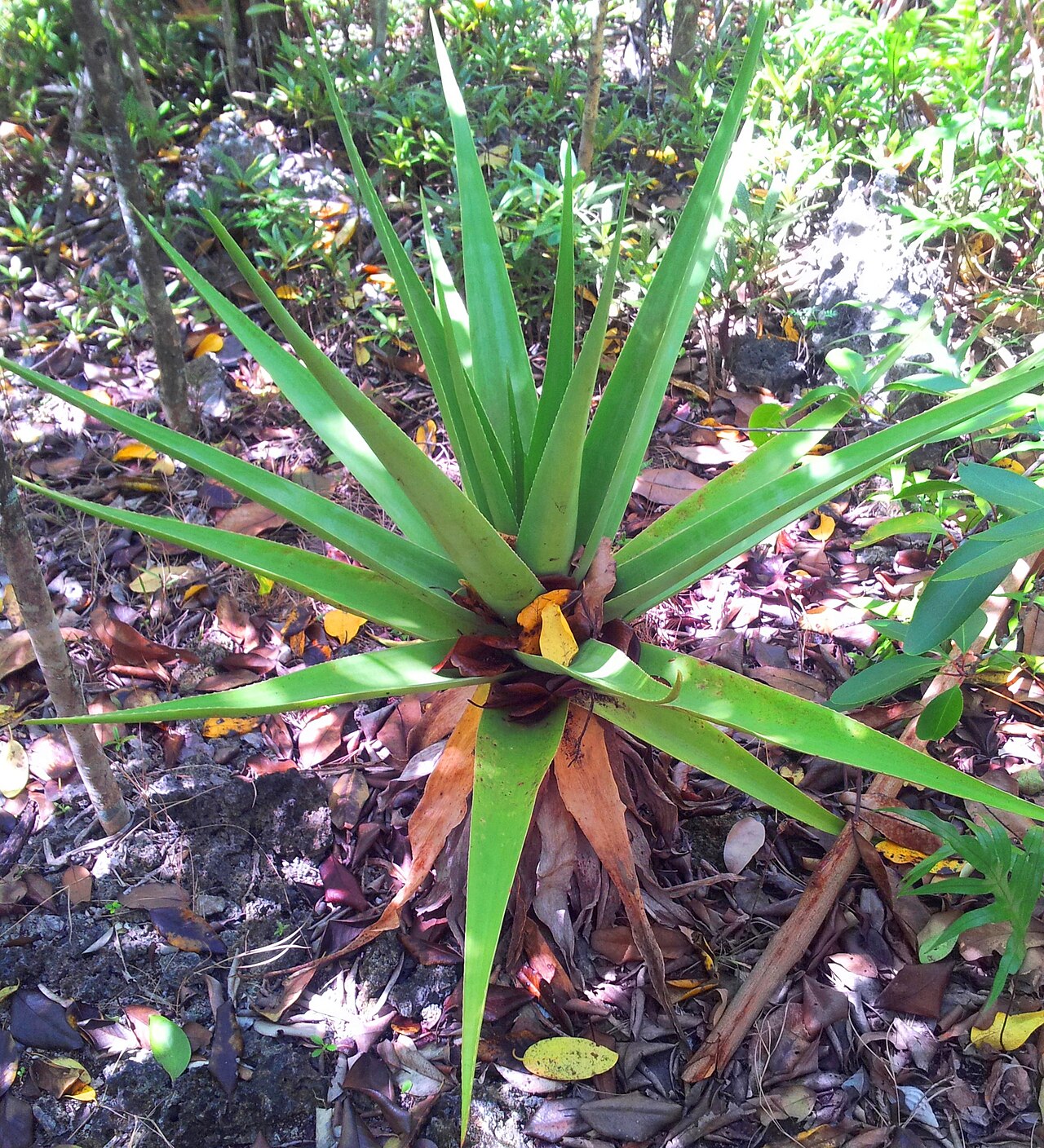 Aloe tormentorii: Aloe tormentorii - Ile aux aigrettes - Species previously classed as Lomatophyllum tormentorii