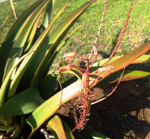 Aloe tormentorii: Aloe tormentorii inflorescence - MonVert Arboretum. Species previously classed as Lomatophyllum tormentorii