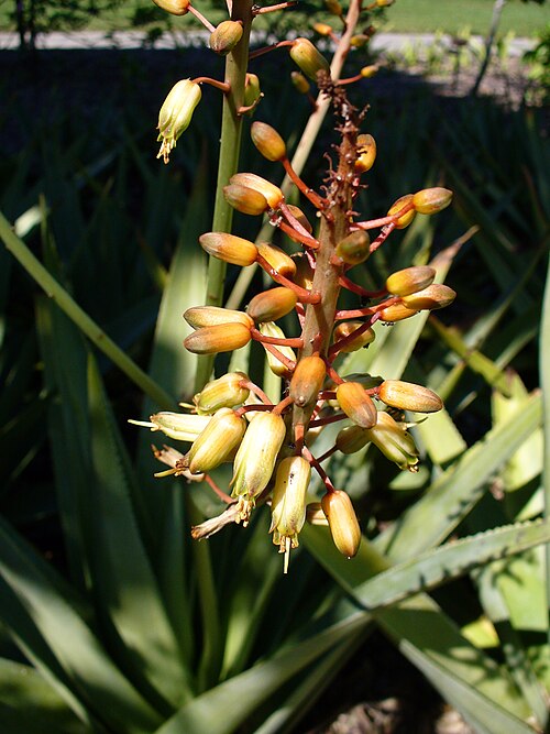 Aloe tormentorii: Lomatophyllum tormentorii , Now officially Aloe tormentorii, Fairchild Tropical Botanic Garden, Miami, Florida