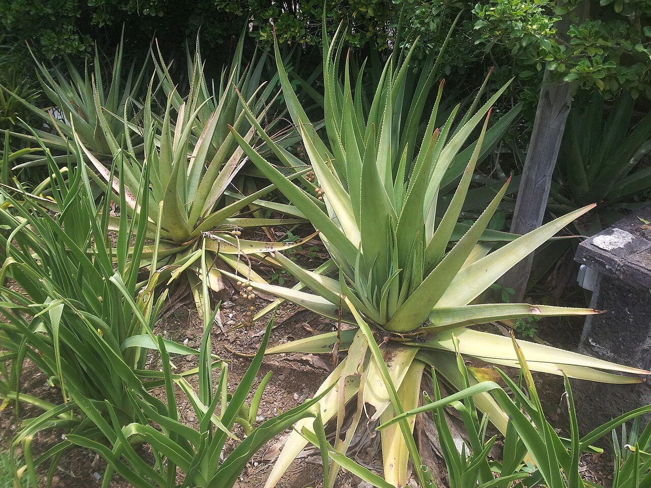 Aloe tormentorii: Aloe tormentorii used for public landscaping in Endemika gardens Mauritius