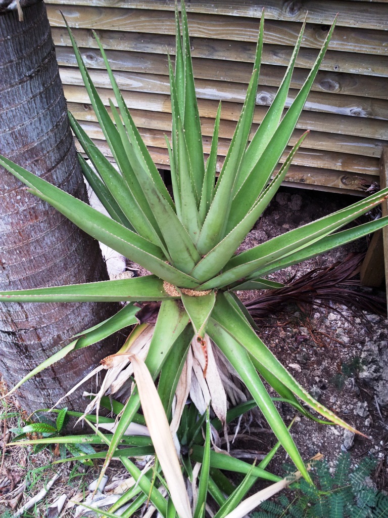 Aloe tormentorii: Lomatophyllum tormentorii - Mazambron - Now officially Aloe tormentorii - Ile aux Aigrettes - Mauritius