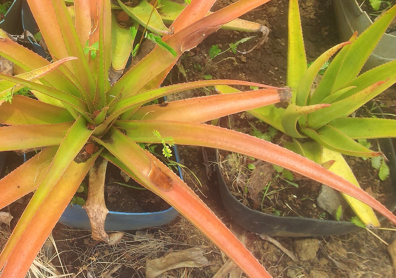 Aloe tormentorii: The two endemic Aloe species of Mauritius. Aloe purpurea on the left with redder thinner recurved leaves. Aloe tormentorii on the right with yellow-green thicke