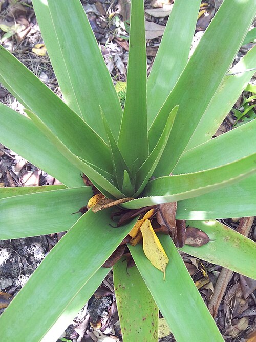 Aloe tormentorii: Aloe tormentorii - Ile aux aigrettes - Mauritius. Species previously classed as Lomatophyllum tormentorii