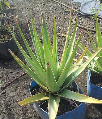 Aloe tormentorii: Aloe tormentorii - in cultivation in Mauritius