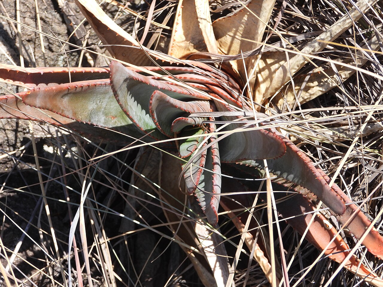 Aloe trachyticola: Aloe trachyticola in Madagascar