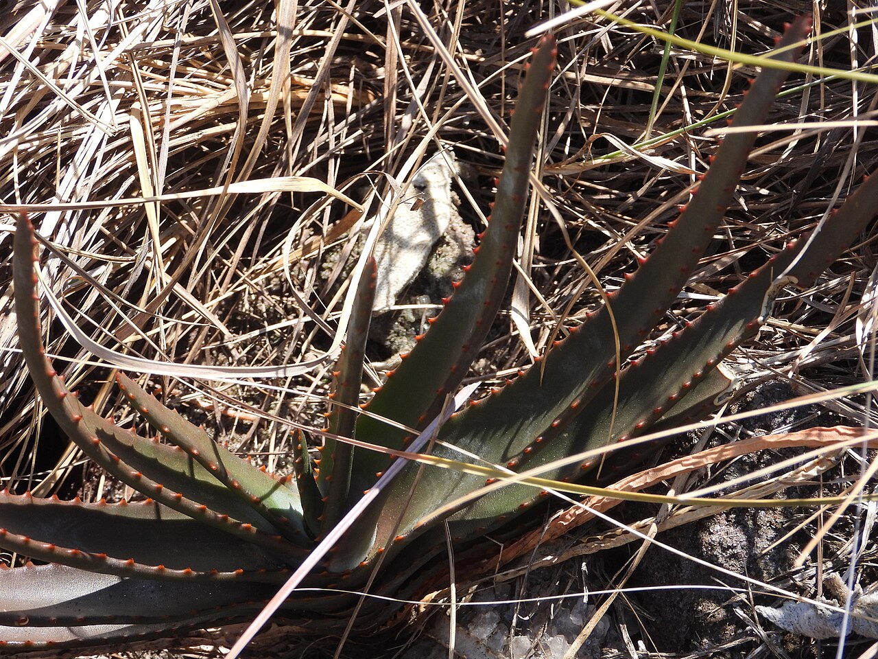 Aloe trachyticola: Aloe trachyticola in Madagascar