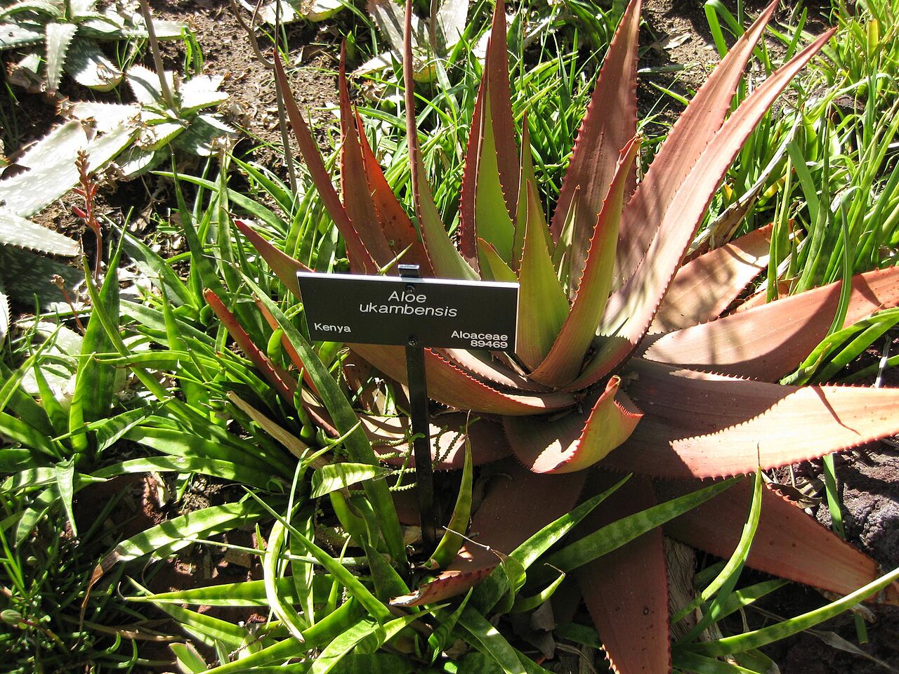 Aloe ukambensis: This photo is from Gardenology.org and is available under CC-BY-SA 3.0 license. If you use it, please include attribution to Gardenology.org, with a link if the