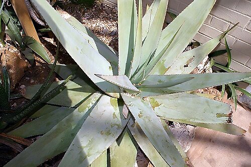 Aloe vacillans: Location taken: the New York Botanical Garden. Names: Aloe audhalica Lavranos & Hardy, Audhali Alo Classification: Plantae > Magnoliophyta > Liliopsida > Aspara