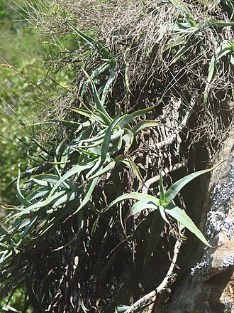 Aloe vallaris: Aloe vallaris