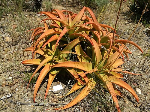 Aloe vanbalenii: Aloe vanbalenii - Jan Marais Nature Reserve, Stellenbosch, South Africa