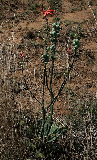 Aloe vanrooyenii: Aloe vanrooyenii , Affodillgewächse (Asphodelaceae), Asphodeloideae – Südafrika/South Africa: KwaZulu-Natal, Fugitives’ Trail SW Isandlwana Battlefield, ca. 16