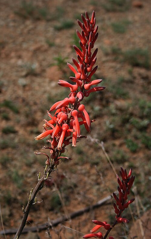 Aloe vanrooyenii: Aloe vanrooyenii , Affodillgewächse (Asphodelaceae), Asphodeloideae – Südafrika/South Africa: KwaZulu-Natal, Fugitives’ Trail SW Isandlwana Battlefield, ca. 16