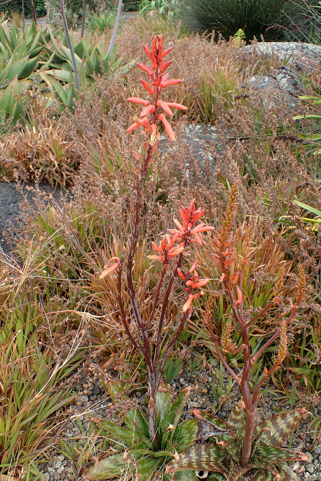 Aloe vanrooyenii: Aloe vanrooyenii in Auckland Botanic Gardens