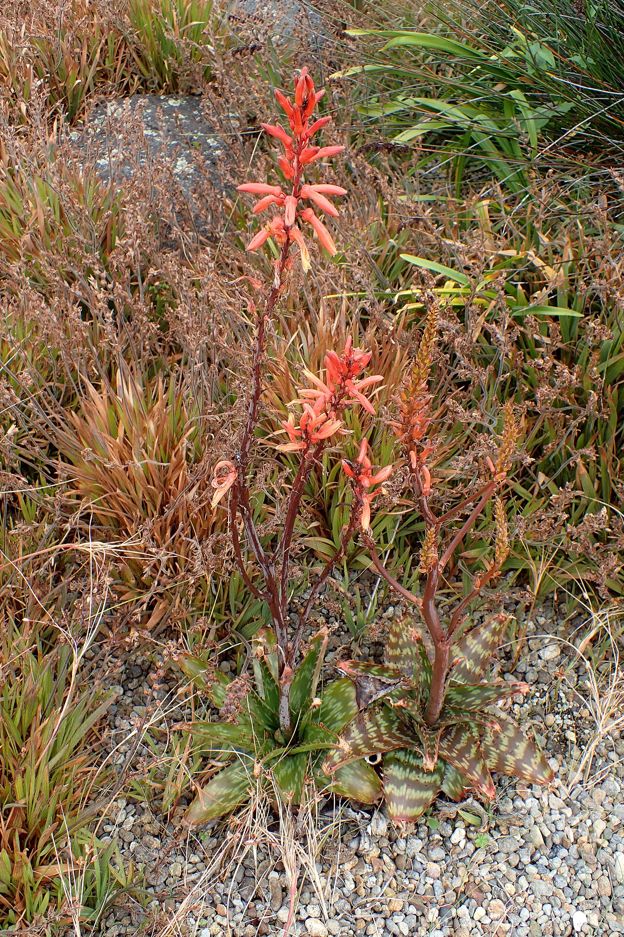Aloe vanrooyenii: Aloe vanrooyenii in Auckland Botanic Gardens