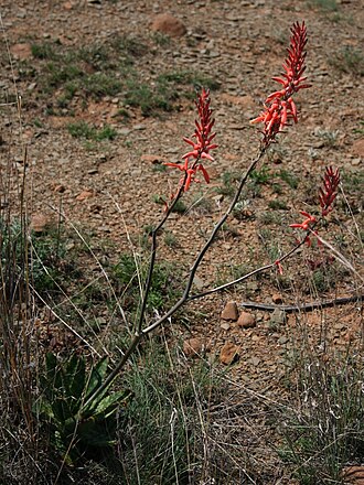 Aloe vanrooyenii: Aloe vanrooyenii , Affodillgewächse (Asphodelaceae), Asphodeloideae – Südafrika/South Africa: KwaZulu-Natal, Fugitives’ Trail SW Isandlwana Battlefield, ca. 16