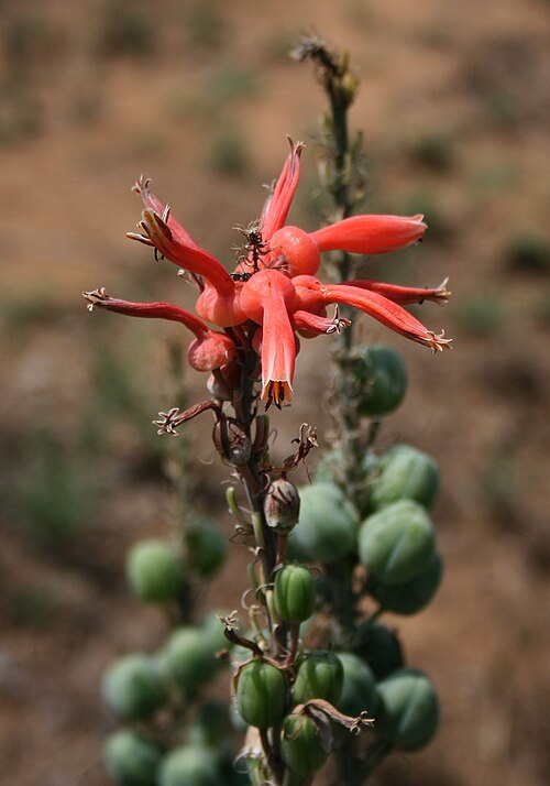 Aloe vanrooyenii: Aloe vanrooyenii , Affodillgewächse (Asphodelaceae), Asphodeloideae – Südafrika/South Africa: KwaZulu-Natal, Fugitives’ Trail SW Isandlwana Battlefield, ca. 16