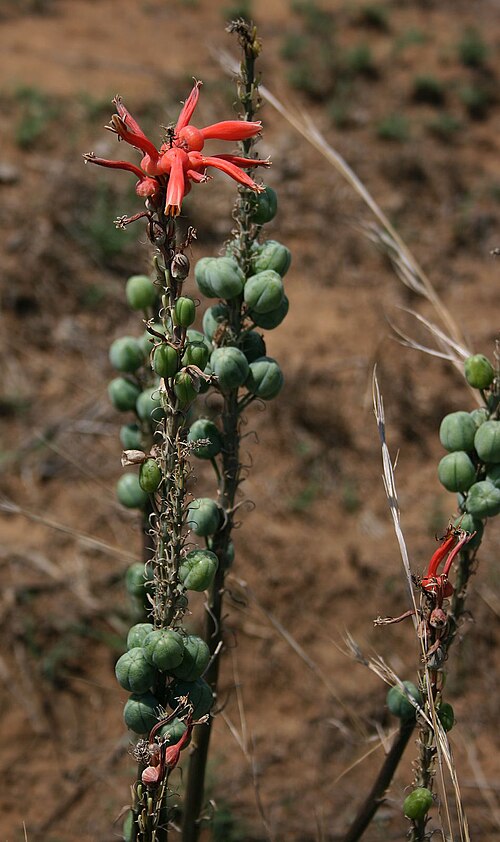 Aloe vanrooyenii: Aloe vanrooyenii , Affodillgewächse (Asphodelaceae), Asphodeloideae – Südafrika/South Africa: KwaZulu-Natal, Fugitives’ Trail SW Isandlwana Battlefield, ca. 16