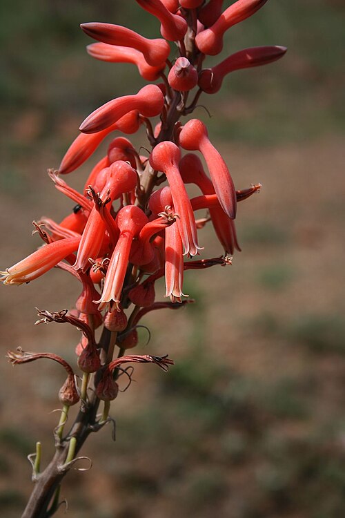 Aloe vanrooyenii: Aloe vanrooyenii , Affodillgewächse (Asphodelaceae), Asphodeloideae – Südafrika/South Africa: KwaZulu-Natal, Fugitives’ Trail SW Isandlwana Battlefield, ca. 16