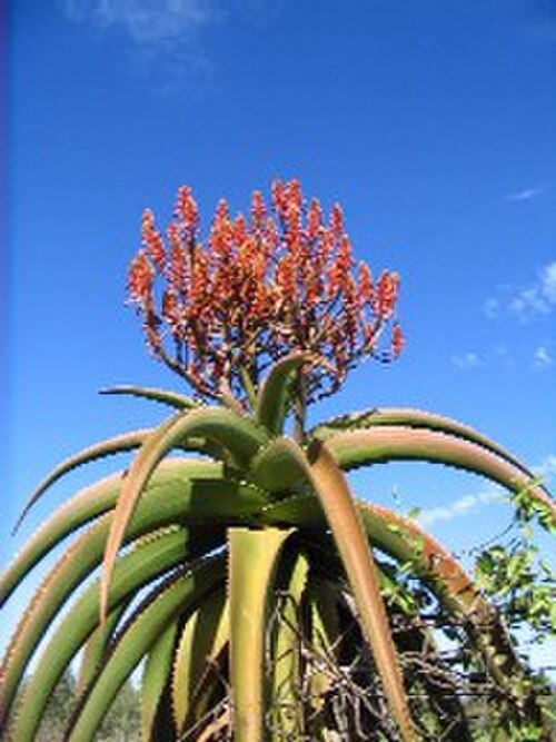 Aloe vaombe: Aloe vaombe