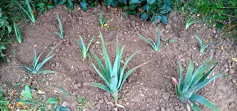 Aloe vera: Aloe Vera piantate a terra