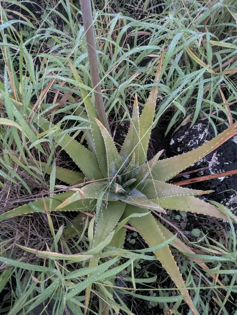 Aloe vera (Aloe vera)