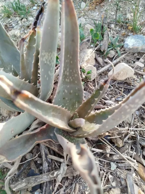 Aloe vera (Aloe vera)