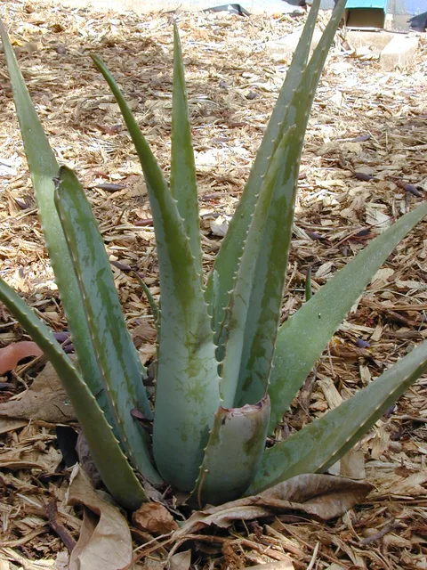 Aloe vera: Aloe vera (habit). Location: Maui, Kalepolepo
