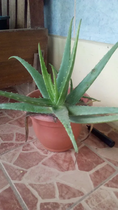 Aloe vera: A potted aloe vera plant. It is on a tiled floor.