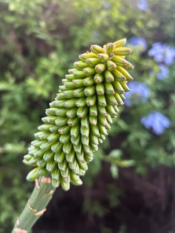 Aloe vera (Aloe vera)