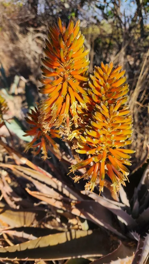Aloe vera (Aloe vera)