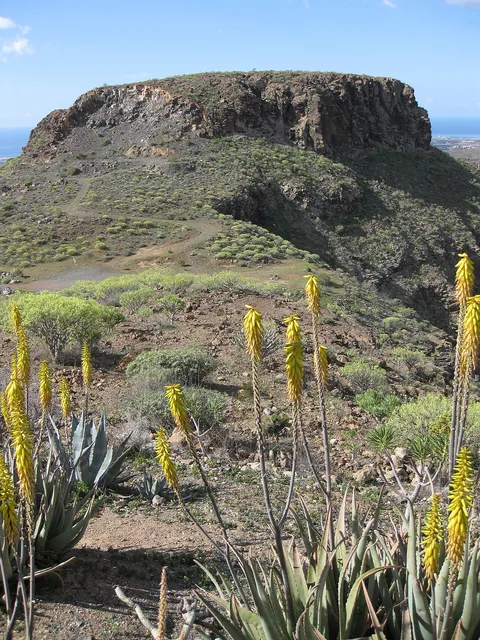 Aloe vera: Fataga