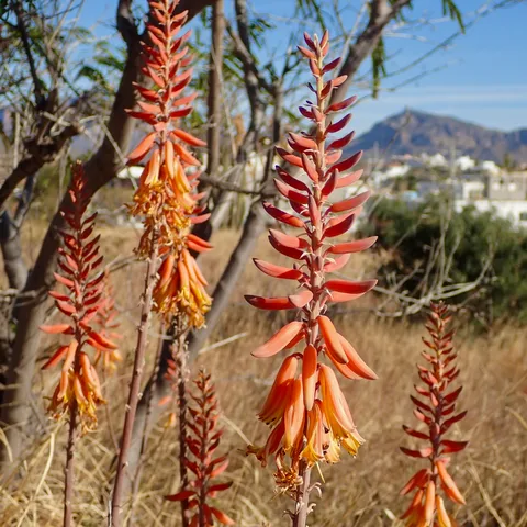 Aloe vera (Aloe vera)