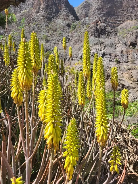 Aloe vera (Aloe vera)