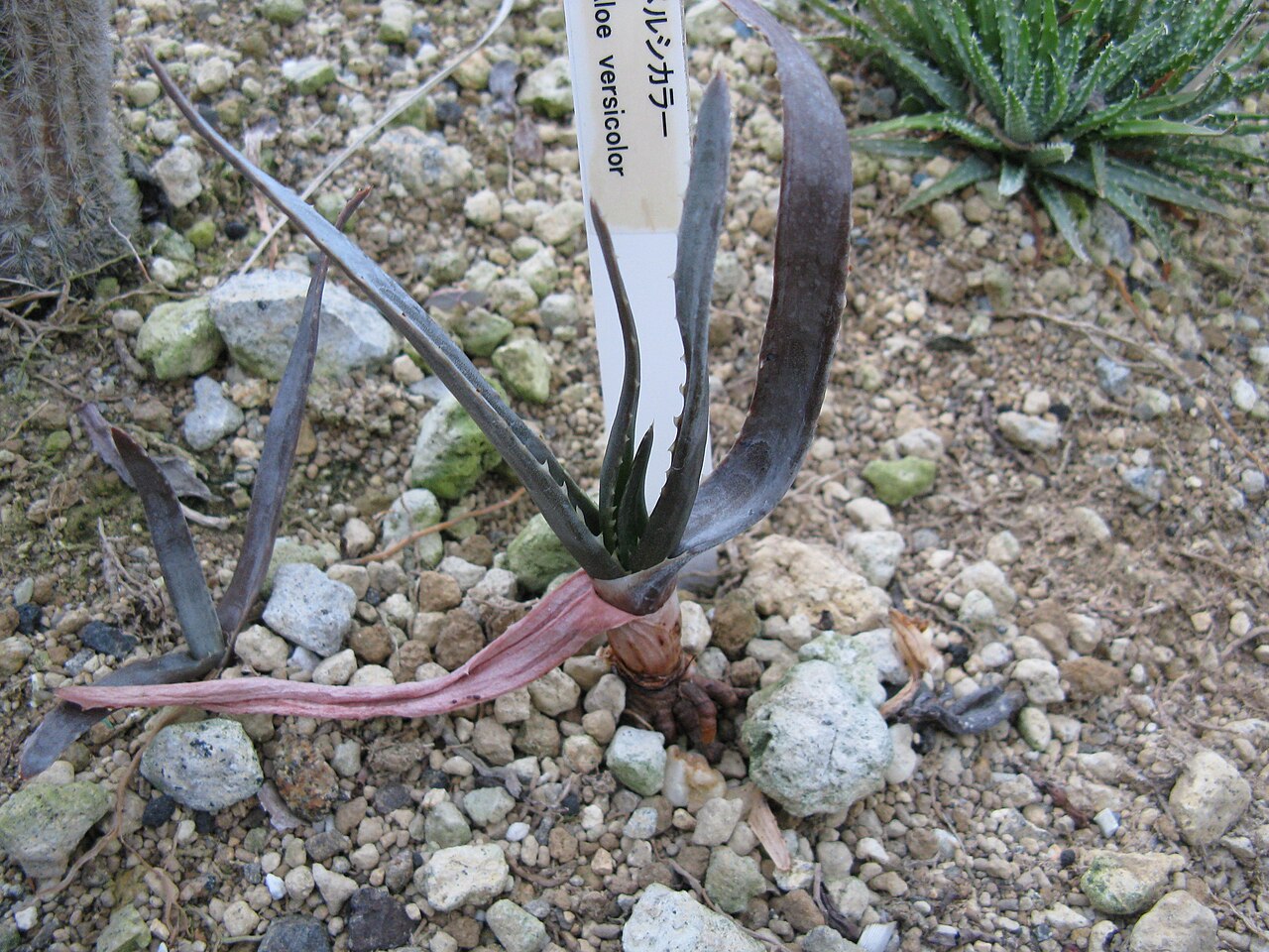 Aloe versicolor: Aloe versicolor Place:Osaka Prefectural Flower Garden,Osaka,Japan