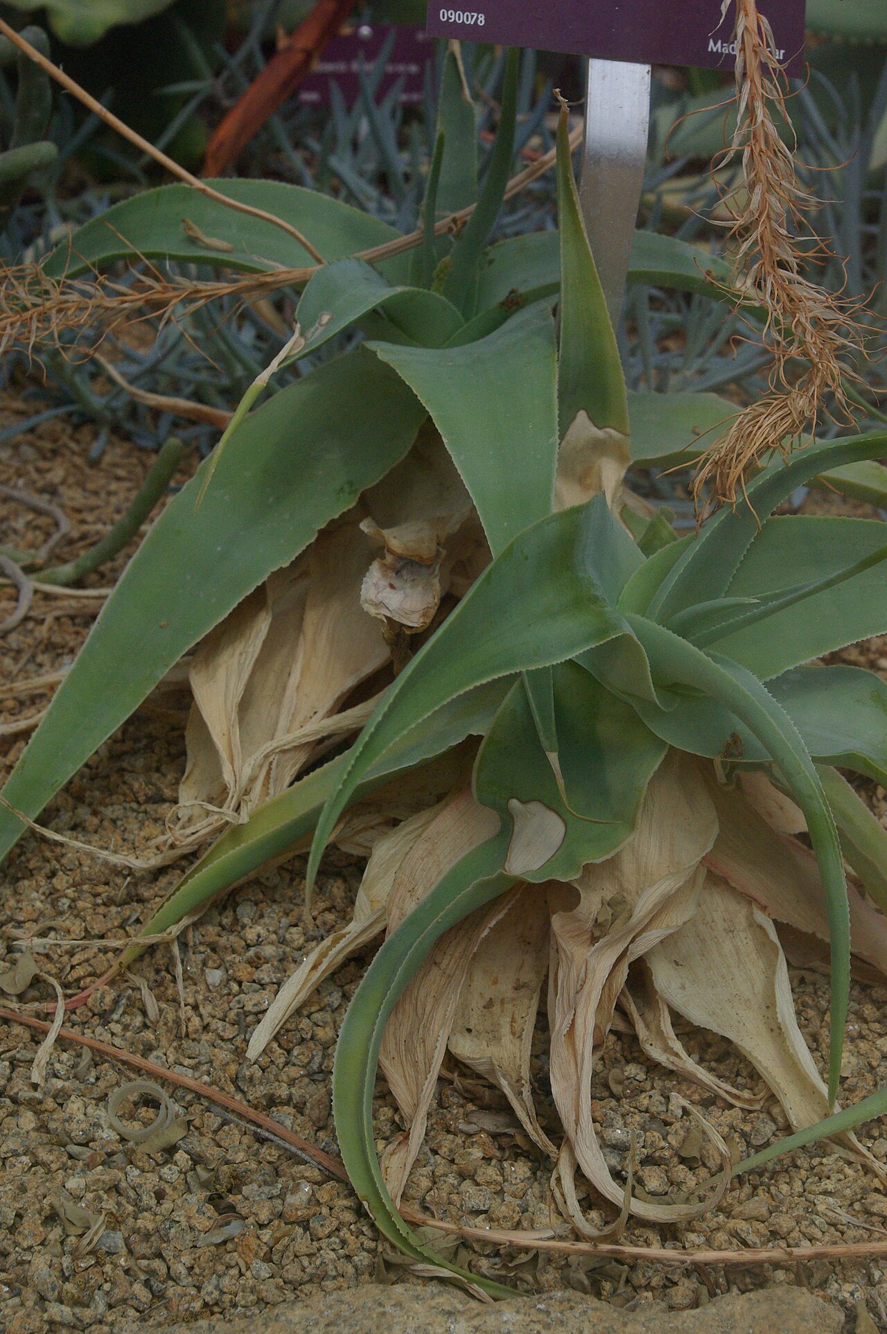 Aloe viguieri: Aloe viguieri, Conservatoire botanique national de Brest