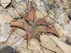 Aloe viguieri (Aloe viguieri)