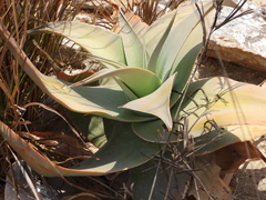 Aloe viguieri (Aloe viguieri)